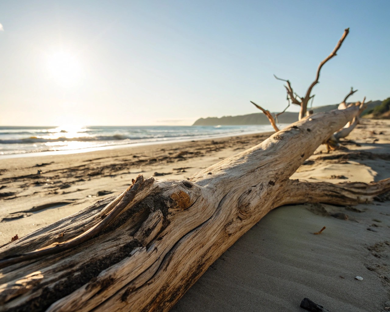 Preparing driftwood ensures longevity and enhances its natural beauty for displays.